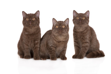 three brown british shorthair cats posing together