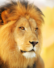 Male Lion