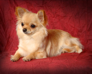 Long Hair Chihuahua Photos Royalty Free Images Graphics