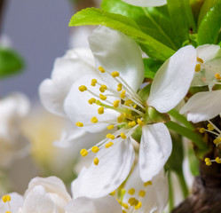 Abstract Cherry Blossom