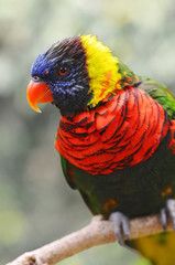 Naklejka premium Lorikeet