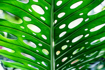 Unique tropical green leaf