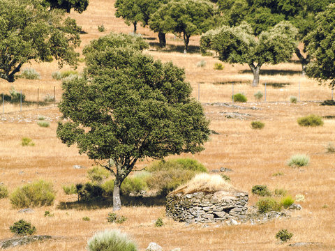 Encinar mediterr&aacute;neo