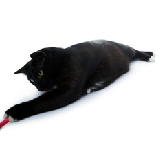 Lying black cat isolated over the white background