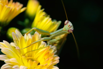 Praying Mantis