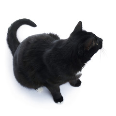 Obraz premium Sitting black cat isolated over the white background