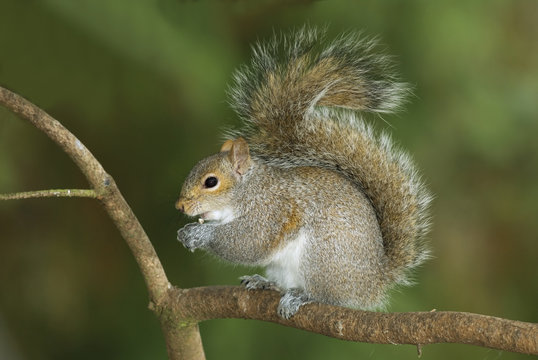 Eastern Gray Squirrel, Canada