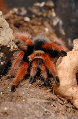 Mexican Fire Leg Tarantula