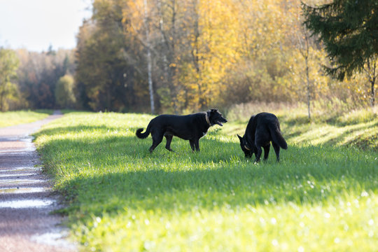 dog walking in autumn park Old park in the town of Pushkin, Russia autumn