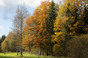 autumn colors in trees Old park in the town of Pushkin, Russia autumn
