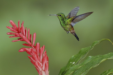 Copper-rumped Hummingbird (Amazilia tobaci erythronotus) flying while feeding at a flower in Trinidad and Tobago.
