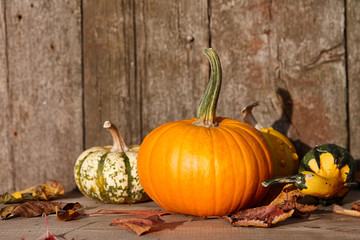 Autumn pumpkins still life