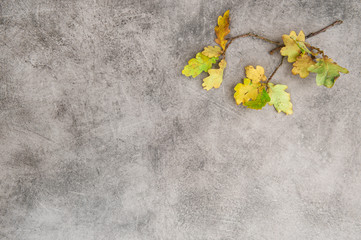 Yellow oak leaves stone texture. Autumn background