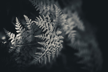 Black and white ferns