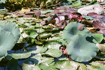 Papier Peint photo Lavable Nénuphars Water Lilies and Lotus Seeds