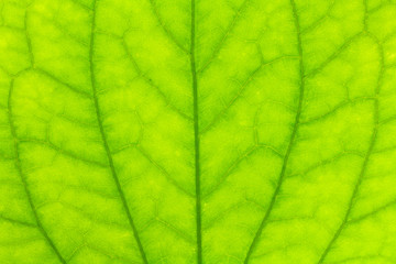 Leaf texture or leaf background for design with copy space for text or image.