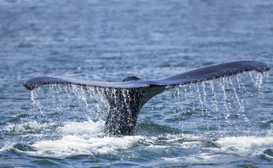 Naklejka premium Humpback whale fluke close up