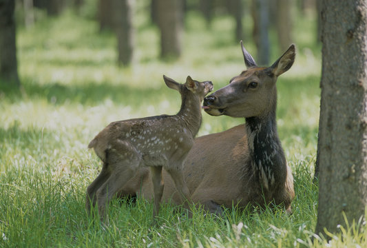 Elk (Cervus elaphus) Female with young, Alberta, Canada.