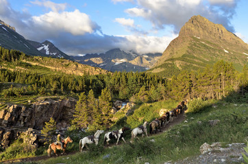 Horse train, Many Glacier area, Glacier National Park, Montana, United States of America