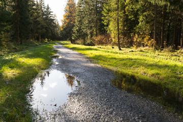 Obraz premium sunny forest with puddles Old park in the town of Pushkin, Russia autumn