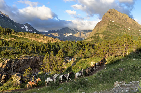 Horse train, Many Glacier area, Glacier National Park, Montana, United States of America