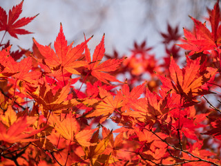 Autumn leaves in 2014