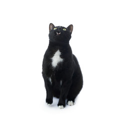 Sitting black cat isolated over the white background