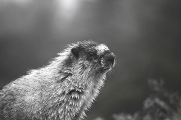 Portrait of a marmot