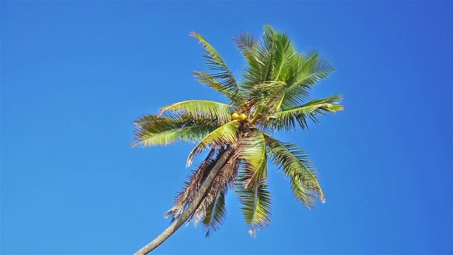 FULL HD coconut tree and blue sky with copy space area at the beach of South China Sea
