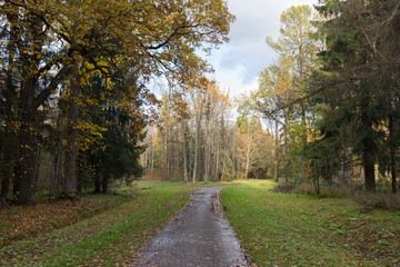 Fototapeta na wymiar footpath in the city park of Pushkin Old park in the town of Pushkin, Russia autumn