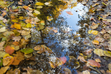 Autumn puddle with leaves Old park in the town of Pushkin, Russia autumn