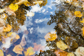 nice autumn pool with yellow leafs