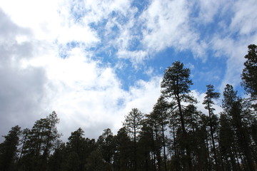 Arizona forest sky