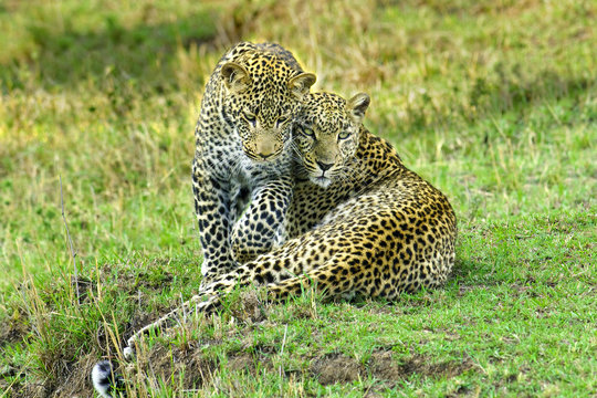 Mother leopard (Panthera pardus) and yealing cub, Masai Mara Reserve, Kenya, East Africa