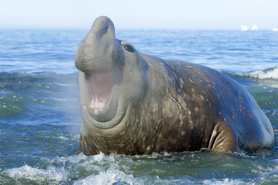 Southern elephant seal (Mirounga leonina) bull bellowing as it comes ashore, St. Andrews Bay, Island of South Georgia, Antarctica