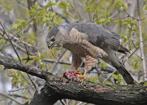Cooper's Hawk, Accipiter cooperii, eating prey on branch, in Saskatchewan, Canada