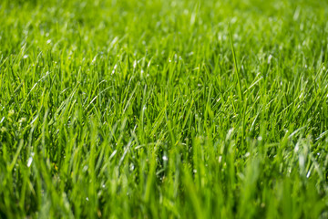 Background of bright green grass