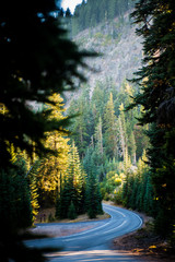 Obraz premium Winding Forest Road