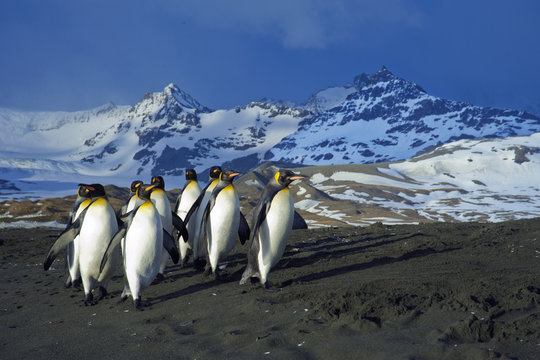King penguins (Aptenodytes patagonicus) returning from foraging at sea, Island of South Georgia, Antarctica