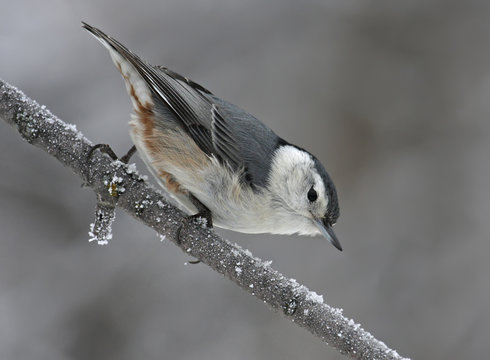 White-breasted Nuthatch, Sitta carolinensis, perched on a frosty tree branch at Pike Lake, Saskatchewan