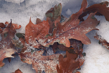 beautiful snowflakes on fallen oak leaves