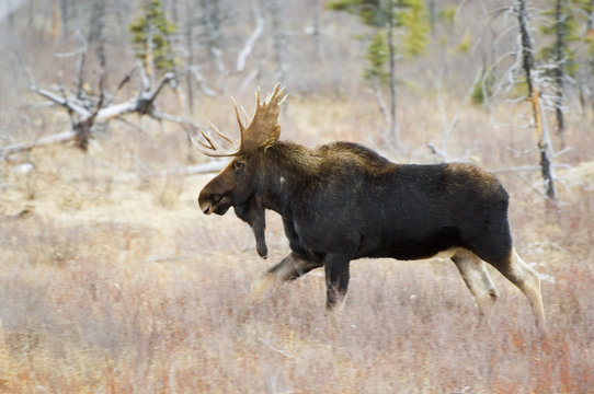 Moose (Alces alces) Male. With the reputation of being the largest member of the deer family in the world. Waterton Lakes National Park, southwest Alberta, Canada.