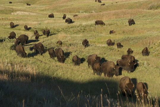 Bison Herd moving across grasslands, (Bison bison), Custer State Park, SD, USA
