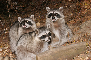 Raccoon Family © Heater