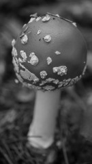 МУХОМОР,ЧЕРНО-БЕЛОЕ ФОН,ГРИБ,НЕСЪЕДОБНЫЕ ГРИБЫ,КРАСОТА