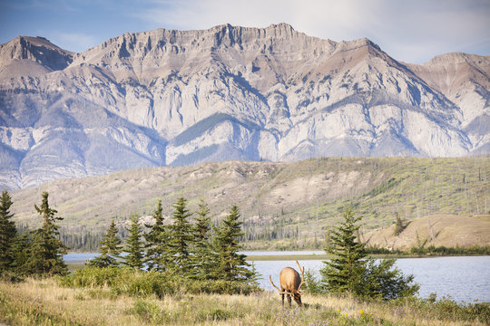 Rocky Mountain Elk, Cervus canadensis nelsoni, Jasper National Park, Alberta, Canada.