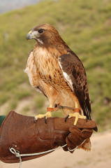 Bird of Prey