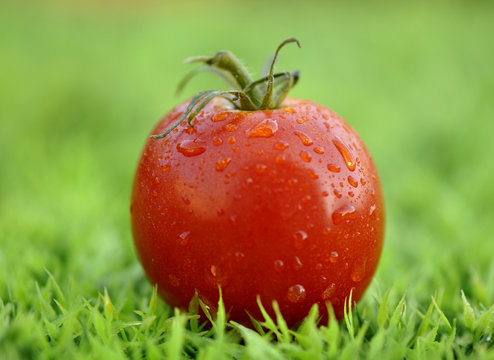 Tomate Fandango