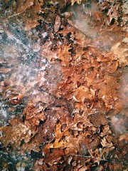 Fall Leaves and Frost