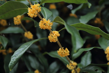 キンモクセイ ( 金木犀 / Osmanthus fragrans var. aurantiacus / fragrant orange-colored olive )